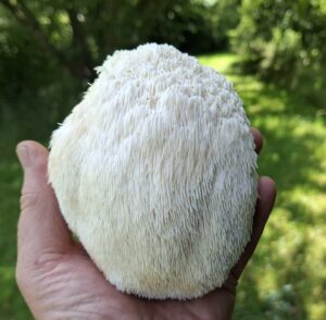 Lions Mane