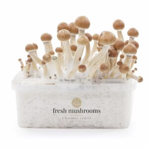 Growkit Colombian