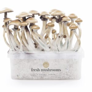 Growkit Golden Teacher