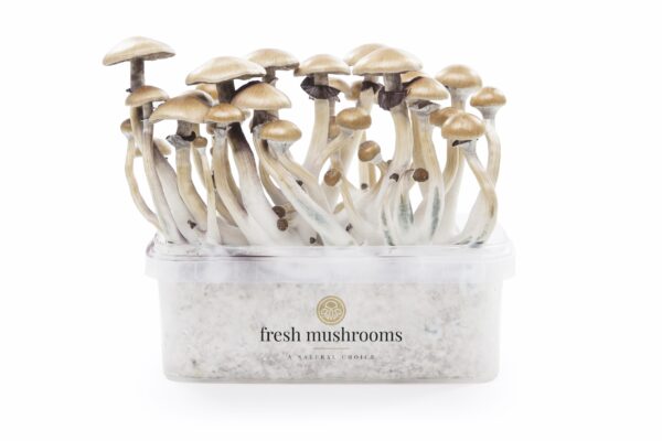 Growkit Golden Teacher