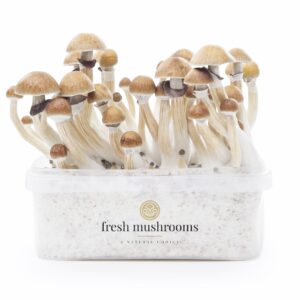 Growkit McKennaii