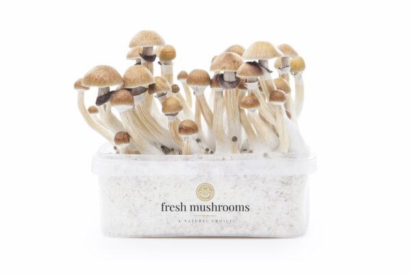 Growkit McKennaii