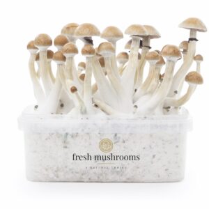Growkit Thai