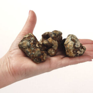 Truffels Atlantis