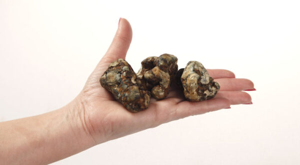 Truffels Atlantis