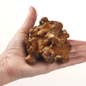 Truffels Hollandia