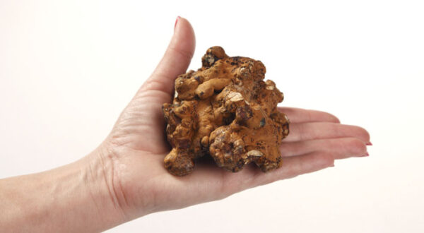 Truffels Hollandia