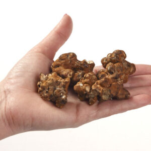 Truffels Mexicana