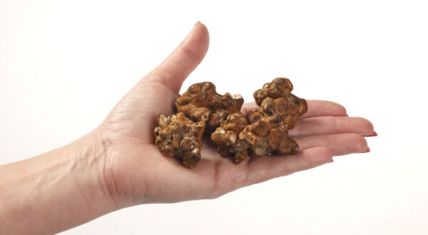 Truffels Mexicana